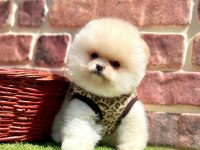 Safkan Pomeranian Boo Yavrularımız