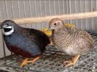 Minyatür Çin Bıldırcını Takım, Civciv, Yumurta