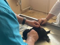 Harika Formatta Yorkshire Yavrular Hepsi Erkektir