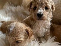 Ruhsatlı İşletmeden Garantili Maltipoo Bebekler