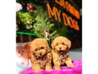 Toy Poodle Yavru Köpeklerim
