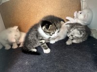 5 adet scottish fold yavrular