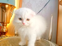 Kar beyaz scottish fold yavrularımız