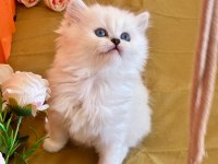 British Longhair Silver Dişi Yavru
