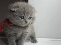 Ruhsatlı İşletmeden Evraklı Scottish Fold Bebekler
