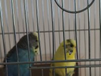 Sağlıklı Muhabbet Kuşu Uyumlu Çift