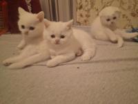 Mutlu Sağlıklı Safkan Scottish Fold Bebekler Yeni Ailelerine Hazırlar