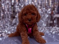 Sevimli Minik Poodle Yavrular