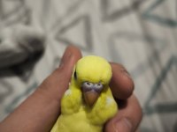 45 Günlük Muhabbet Kuşu Yavrular