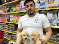 Golden Retriever Adrese Teslim Ve Kapıda Ödeme Mevcut