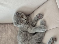 Scottish fold kedisi