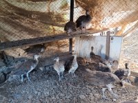 Hobi olarak baktığımız tavus kuşları