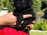 Siyah poodle bebekler