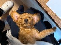 Yavru Toy Poodle Köpeği