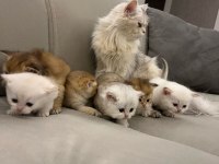 2 Aylık British Longhair Yavrular