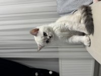 Scottish cins yavru kedimiz