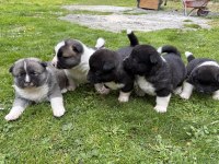 Orjinal safkan a kalite amerikan akita yavruları