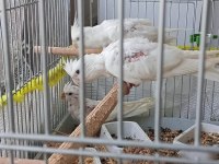 45 Günlük Sultan Papağanı Yavrular