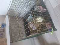 Kafesi Ve Eşyalarıyla Guinea Pig