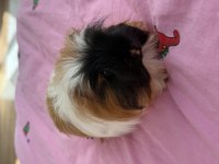 Bütün Eşyalarıyla Dişi Ve Erkek Safkan Guinea Pig