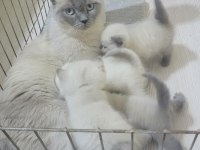 British shorthair blue point bebişler