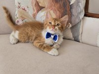 Ücretsiz bebek kediler