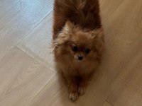Uzun tüylü chihuahua