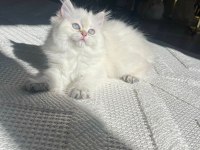 Show Seviye British Prenses