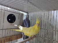 Sağlıklı Sultan Papağanları