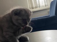 Scottish Fold Kediler