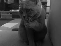 Peri Kızım British Shorthair