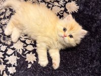 British Longhair Golden Erkek Yavru