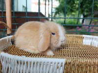Orjinal Hollanda Teddy Lop Tavşanı Yavrular