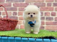 Safkan Pomeranian Boo Köpeklerimiz