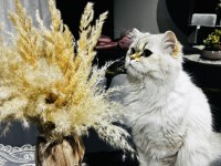 British Longhair Kedilerime Yeni Yuva Arayışındayım