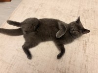 6 aylık british shorthair oğlumuzu sahiplendiriyoruz