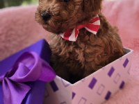 Yavru Poodle Köpekler Sağlık Ve Irk Garantilidir
