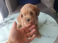 Teslime Hazır Tuvalet Eğitimli Maltipoo Minnaklarım