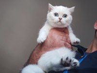 British Shorthair Kedisi Yavruları