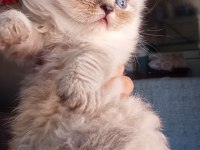 British Ve Scottish Minnoşlar