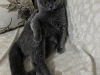 Çok Sevecen British Shorthair Uysal Ev Kedisi