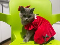 British Shorthair 2 Yaşında