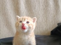 Yuvaya Değil, Bir Kalbe Misafir Olacak Golden Erkek British Yavru Rezervasyona Açıldı