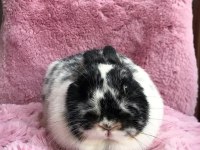 Cüce Tavşan (Broken)