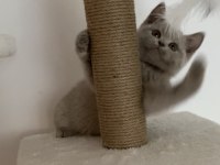 Safkan British Shorthair Lilac Solid Erkek