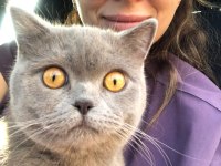Kısırlaştırılmış british shorthair 4 yaşında