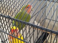 Sevda Papağanımız