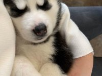 Husky mavi gözler ile kalpleri çalar