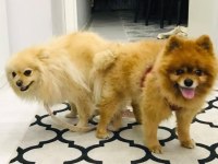 Pomeranian Bebeklerimiz Rezerveye Açıktır
