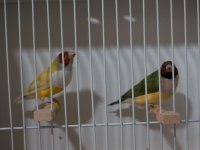 Gökkuşağı İspinozu - Gouldian Finch